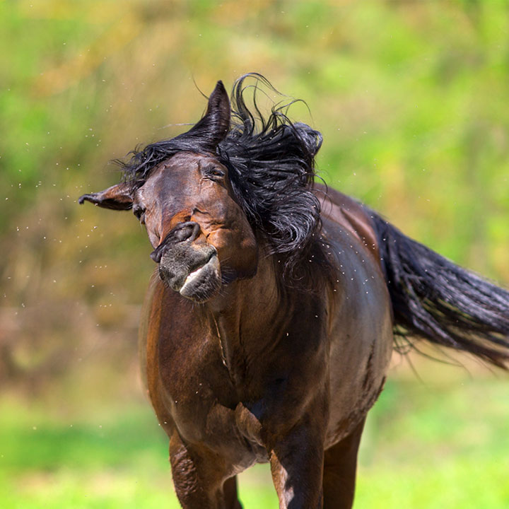 När är det säsong för insekter?