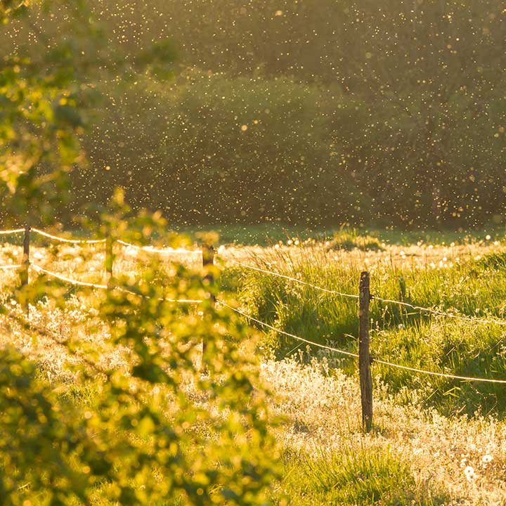 När sticker insekter?