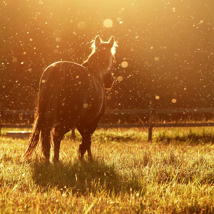 Varför välja Centaura?