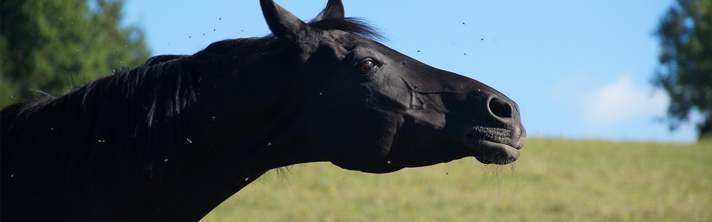 Skydda dig själv och din häst mot insekter