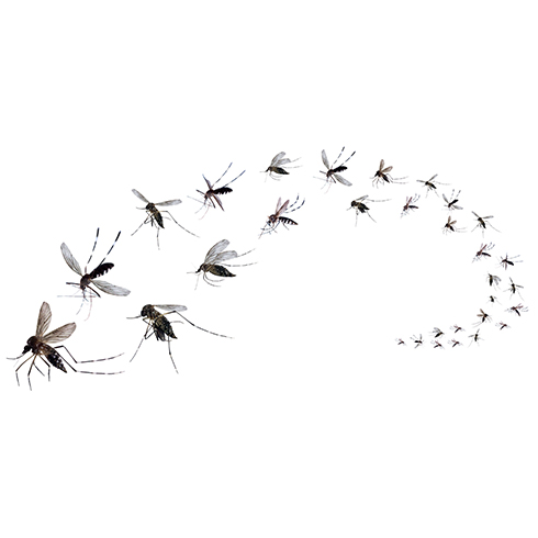 Flugor, mygg och fästingar ...mer än en plåga